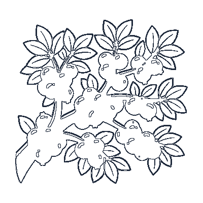 Jabuticaba Pretinha no Tronco - Line-Art