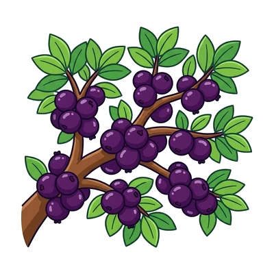 Jabuticaba Pretinha no Tronco - Color